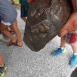 Bonnechere Caves Fossils